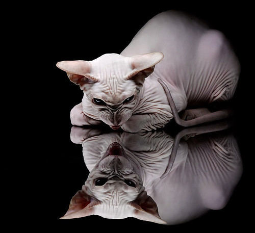 中国女排新主攻连得十分引热议，中国女排新阵容